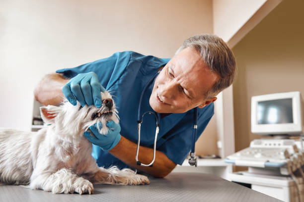 Best Dentist for Tooth Abscess  in Thornton, IL